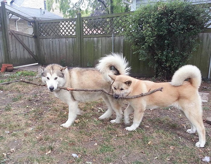 huskies con una rama en la boca