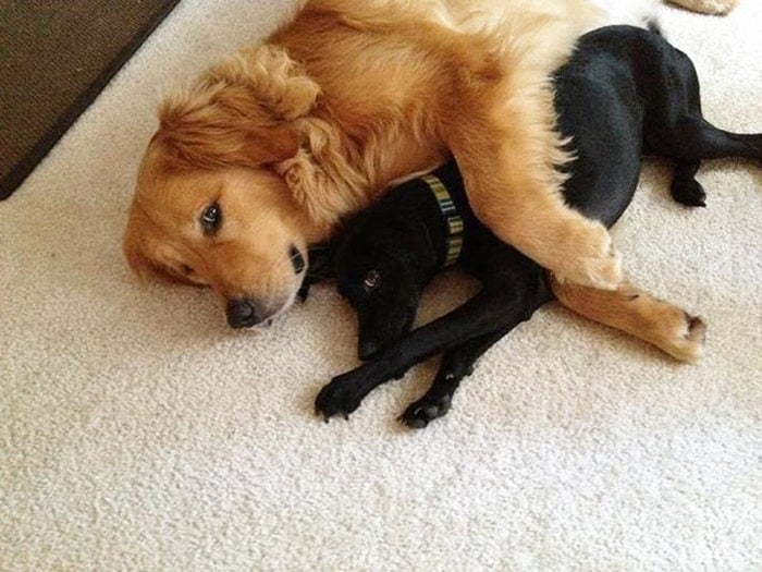 perro dorado abrazando a cachorro nerito en una alfombra