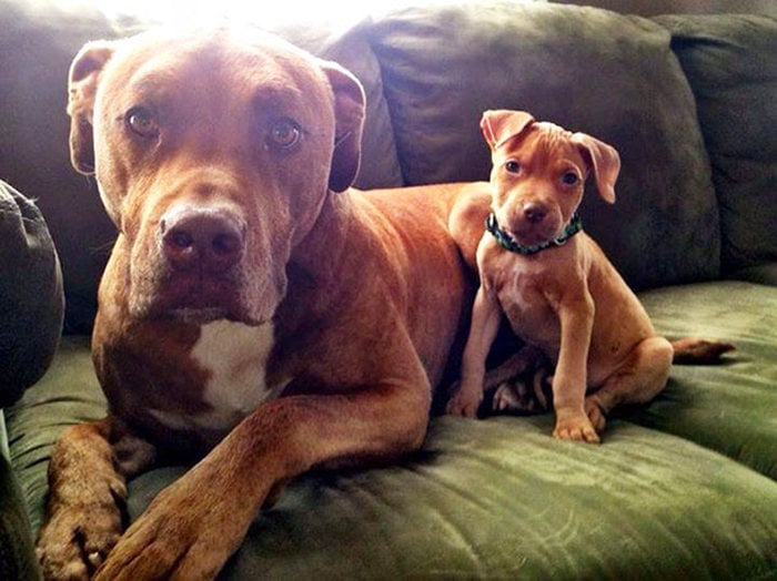 perros sentados en un sofa mirando a la camara