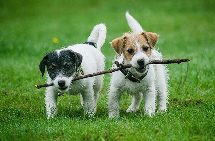 perritos chiquitos sujetando la misma rama