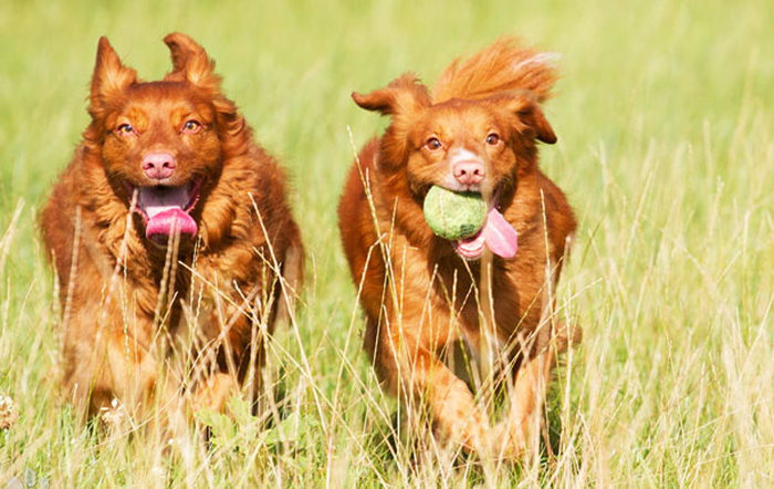 dos perros jugando con una pelota de tennis