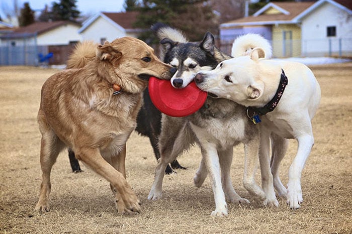 tres perros jugando con un disco