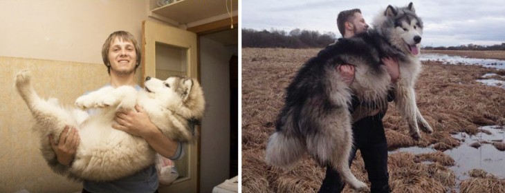 perro husky crecido con el muchacho agarrandolo