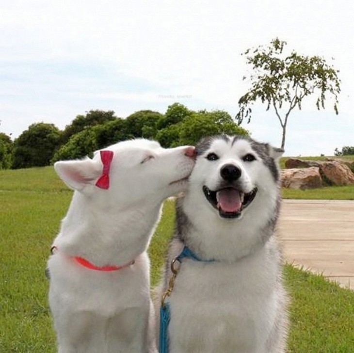 Huskies enamorados en el parque