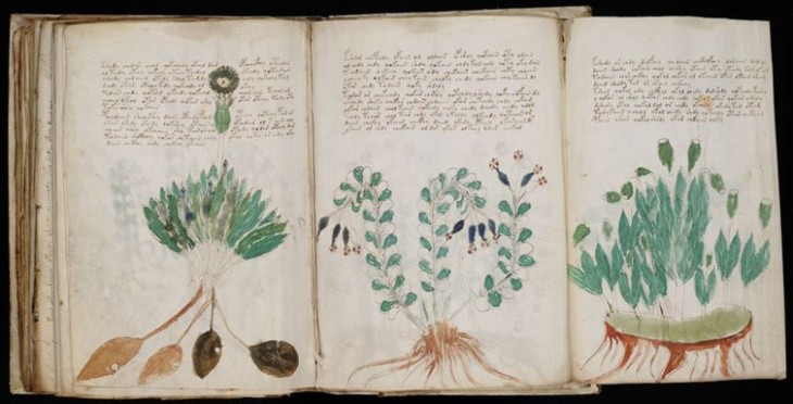 el manuscrito Voynich libro antiguo