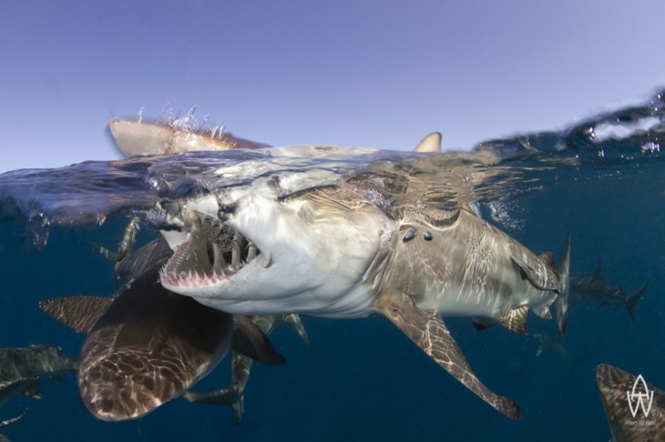 tiburones mordiendose entre ellos