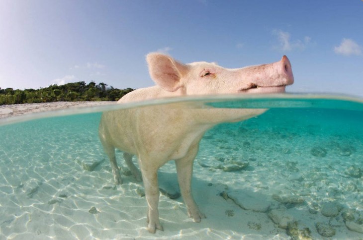 cerdo en el agua