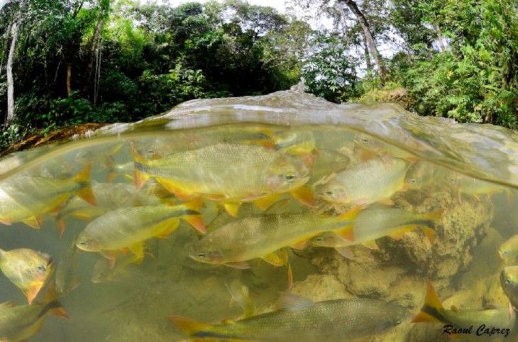 fotos debajo del agua (27)