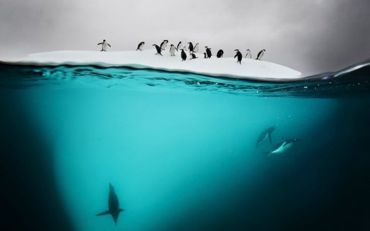 pinguino nadando en la antartida