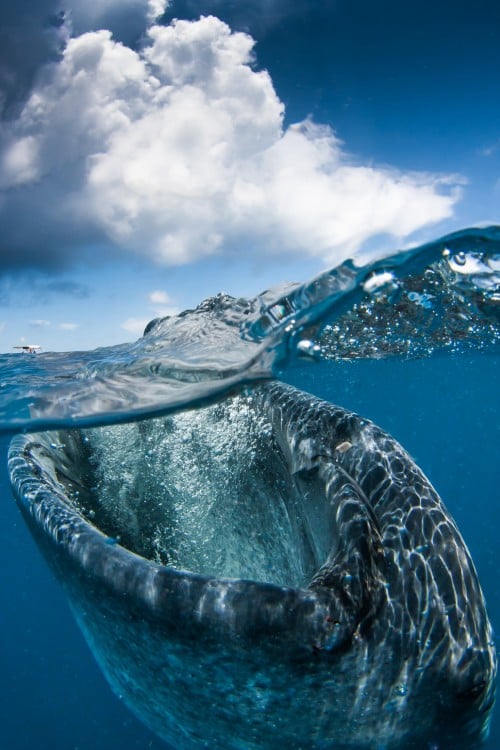 ballena comiendo