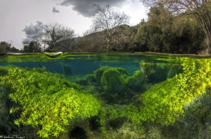 río y bosque de USA