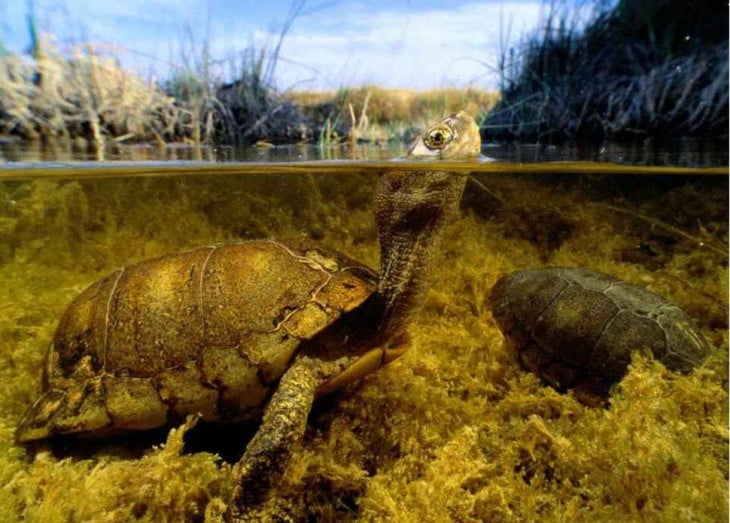 tortuga nadando en el rio