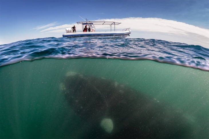 ballena debajo de un barco