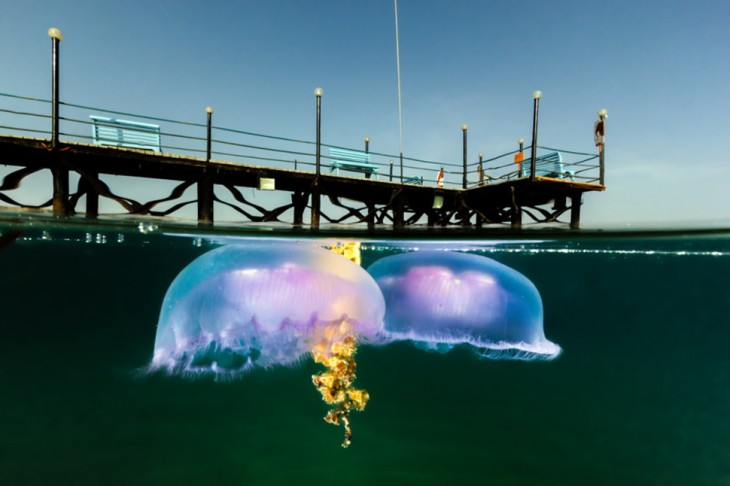 medusas al lado de un puerto