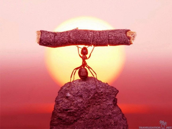 hormiga levantando tronco
