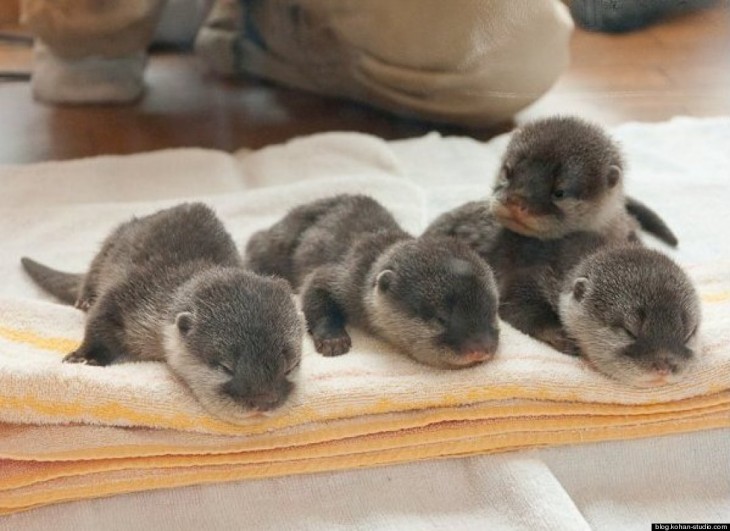 grupo de bebes nutria acostadas y jugando