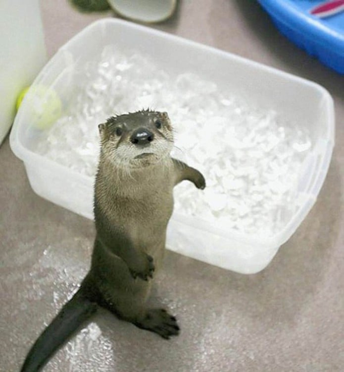 nutria parada al lado de un balde de agua