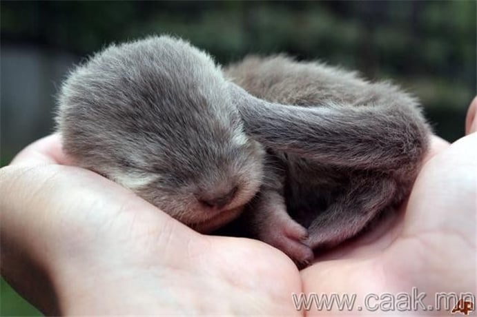 hermosa nutria bebe durmiendo