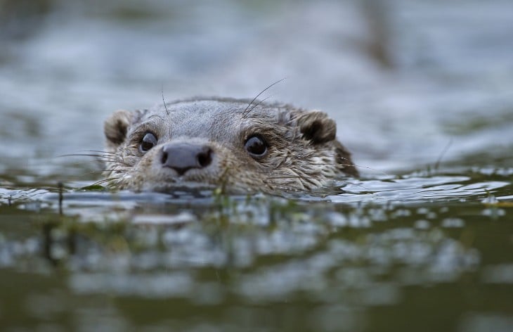 nutria nadando