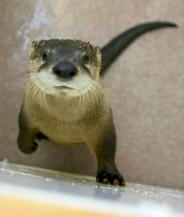 nutria subiendo una pared