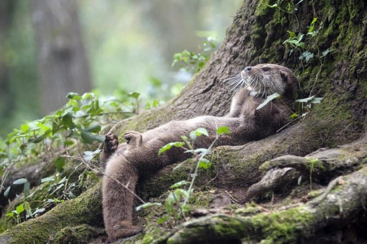 nutria durmiendo contra un arbol