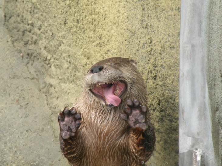 nutria sacando la lengua