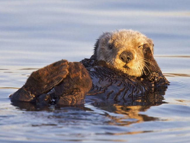 nutria nadando en el mar