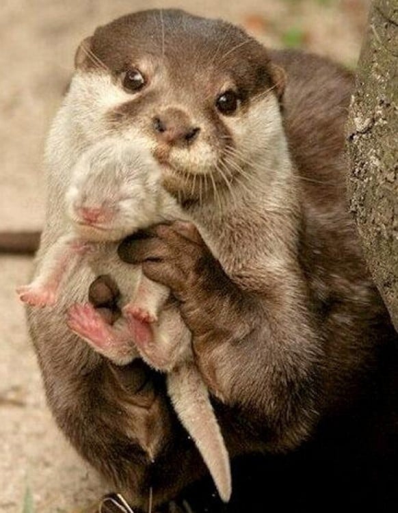 madre nutria con su hijo