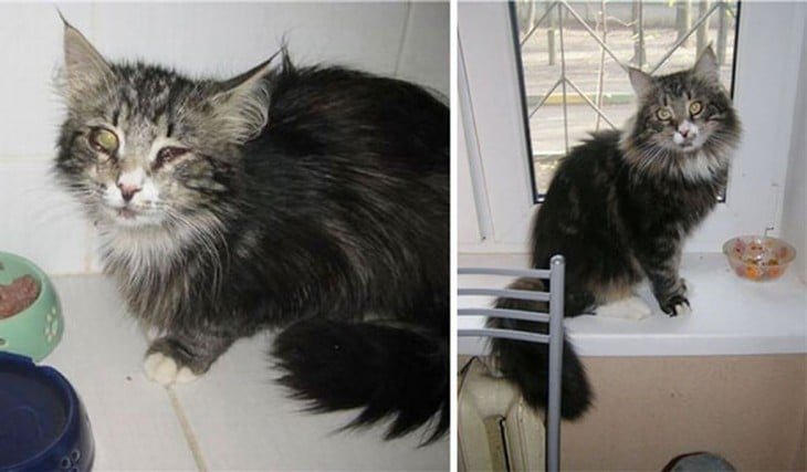 impresionantes antes y después de un gatito rescatado