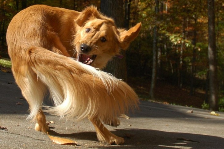 perro corriendo su cola