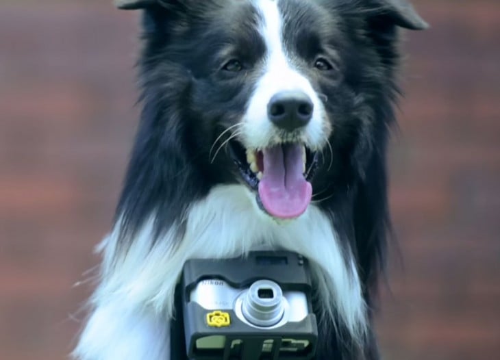 perro con camara de fotos cogandole del cuello