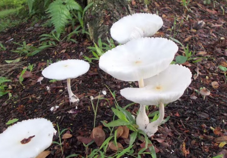 grupo de hongos blancos creciendo