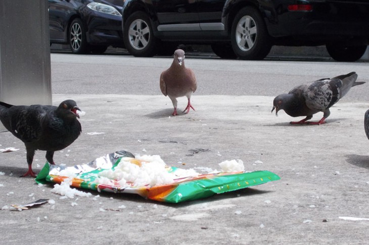 palomas comiendo pan en la plaza