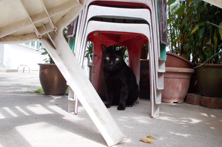 gato sentado abajo de una silla