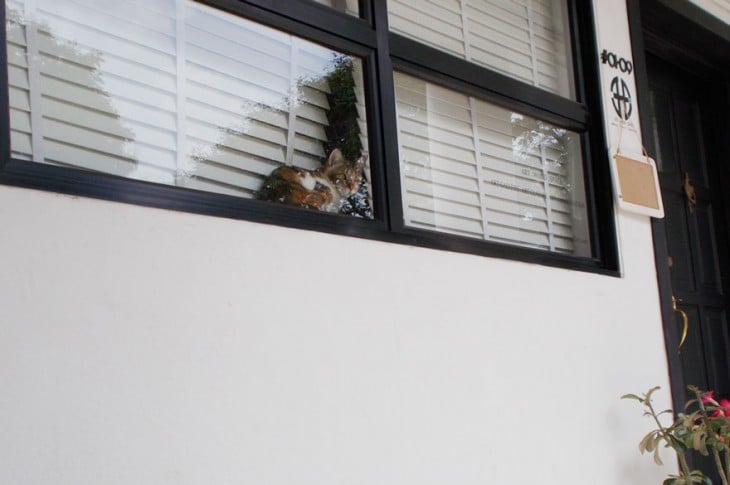 gato sentado en una ventana