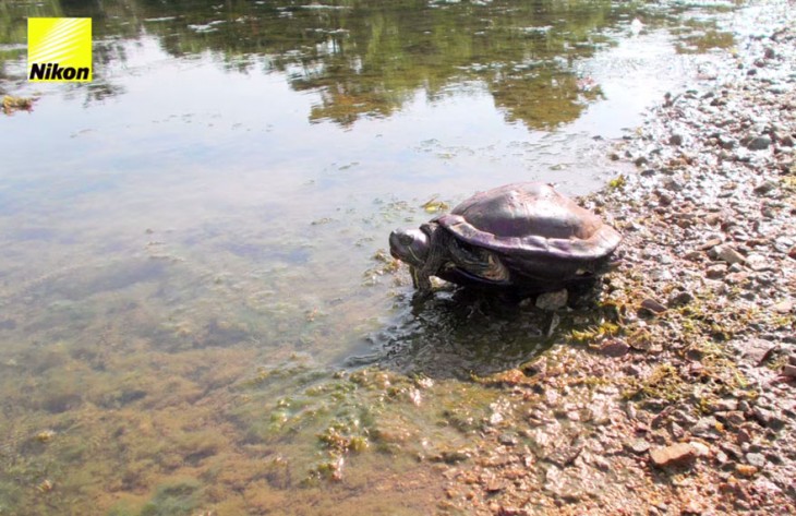 tortuga entrando a un rio