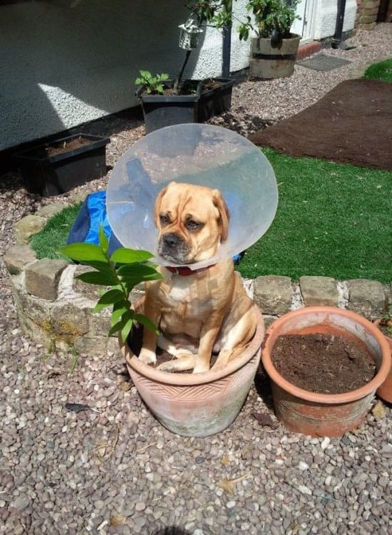 perro boxer sentado en una maceta