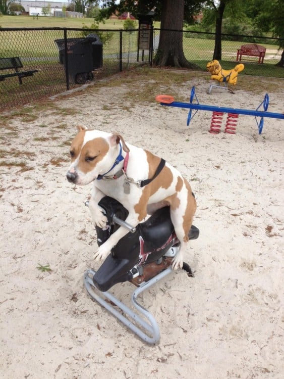 perro sentado en juego de nenes