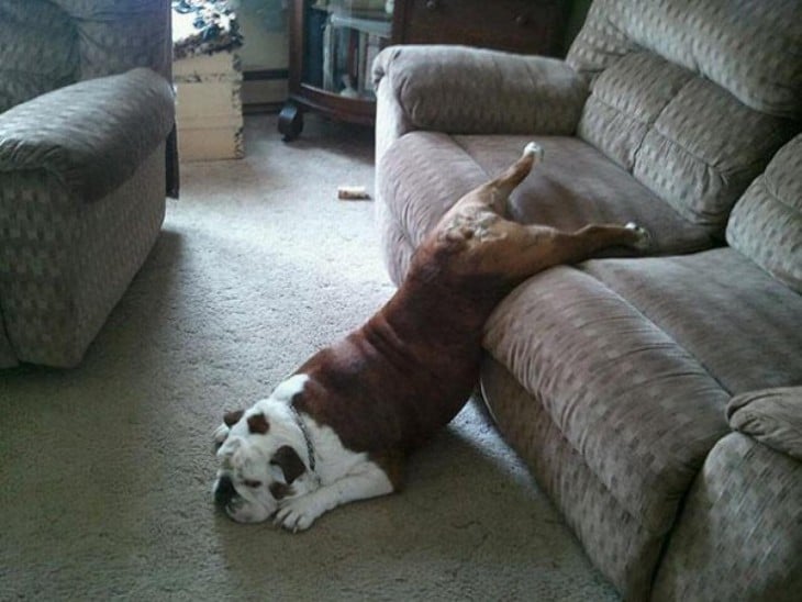 perro sentado en un sillon