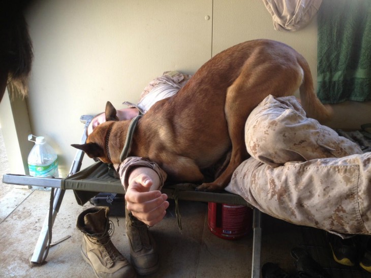 perro sentado en un soldado