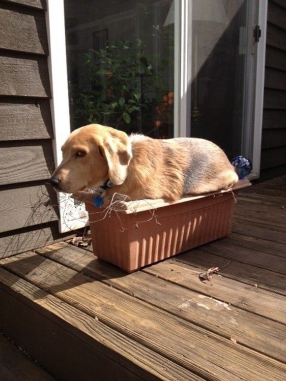 perro sentado arriba de maceta