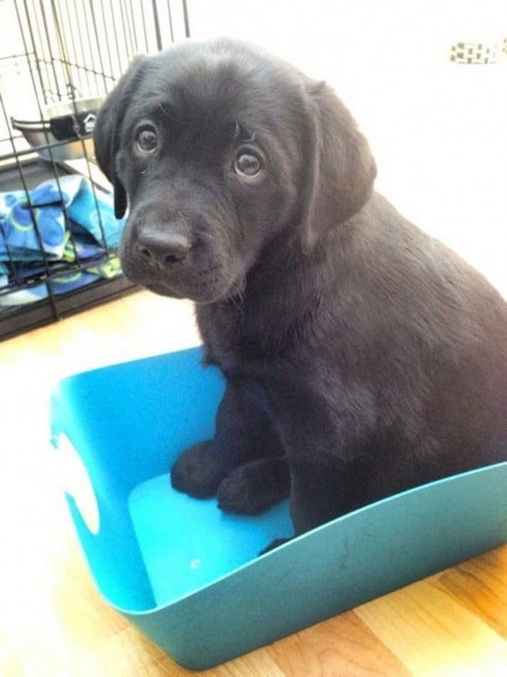 cachorro negro sentado en el escritorio