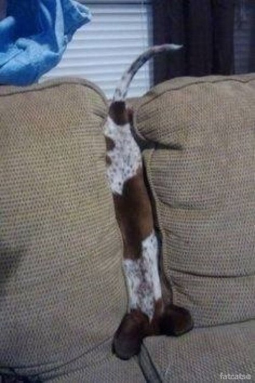 perro acostado entre los almohadones del sillon