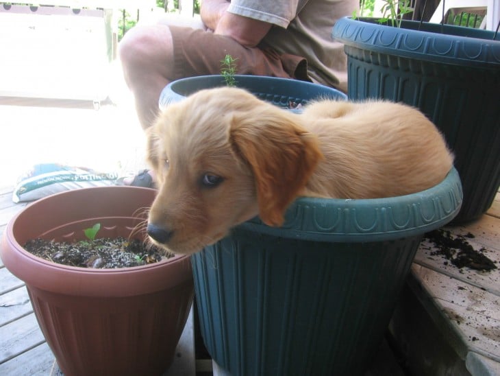 cachorro de golden sentado adentro de una maceta