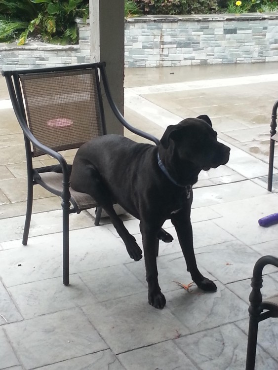 perro negro sentado en una silla