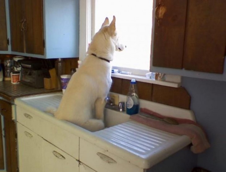 perro blanco sentado arriba del lavamanos 