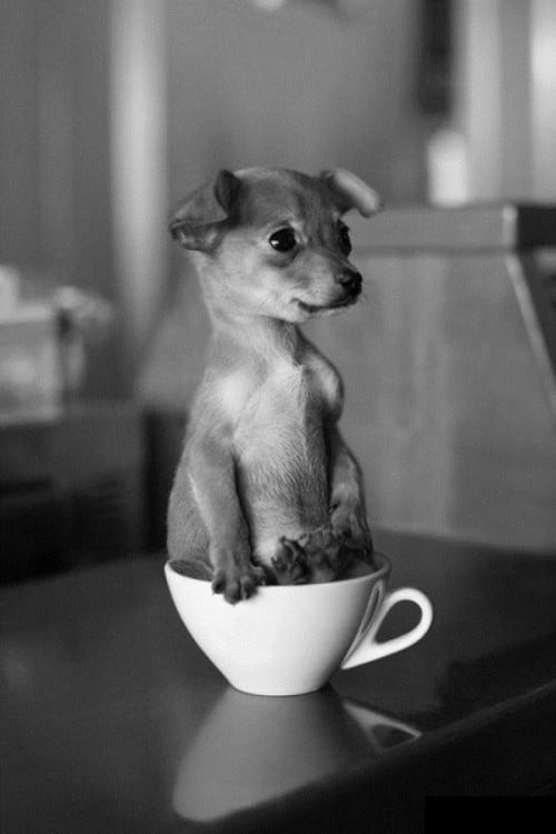 perro sentado en una tasa