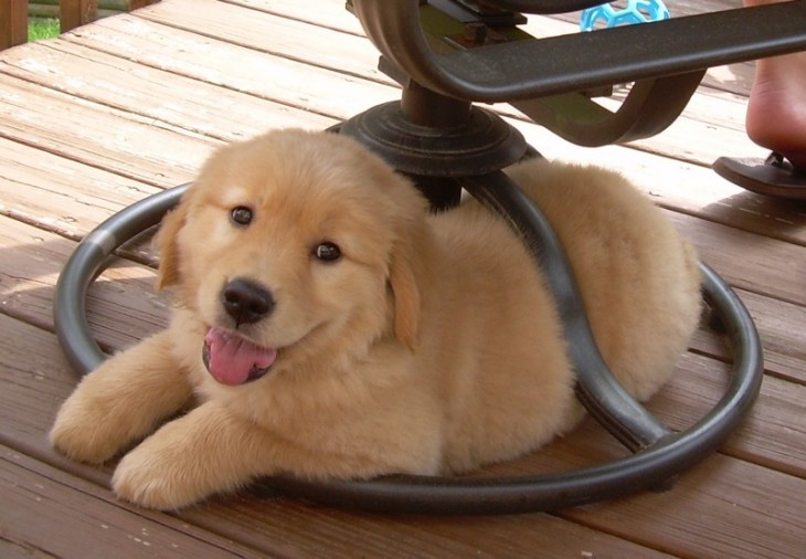 cachorrosentado en una silla