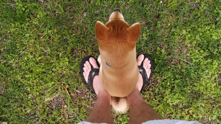 perro sentado en los pies de una persona