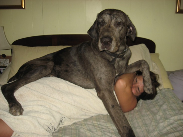 perro gran danes arriba de la cama